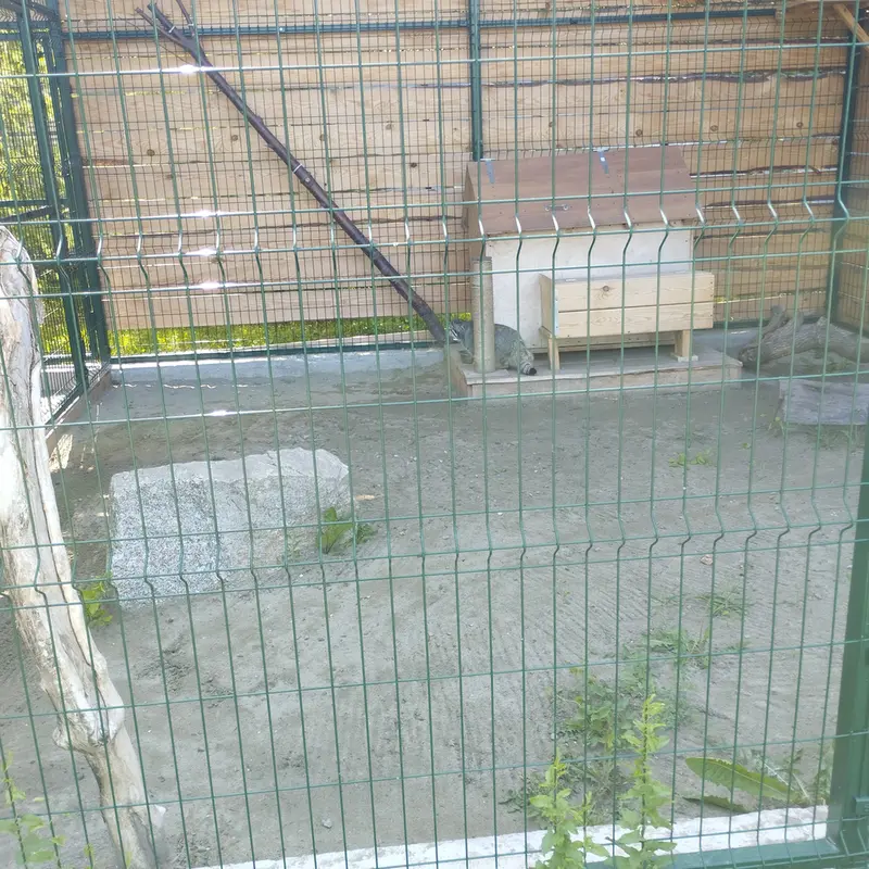 A photograph of Chip in Barnaul zoo “Lesnaya skazka”