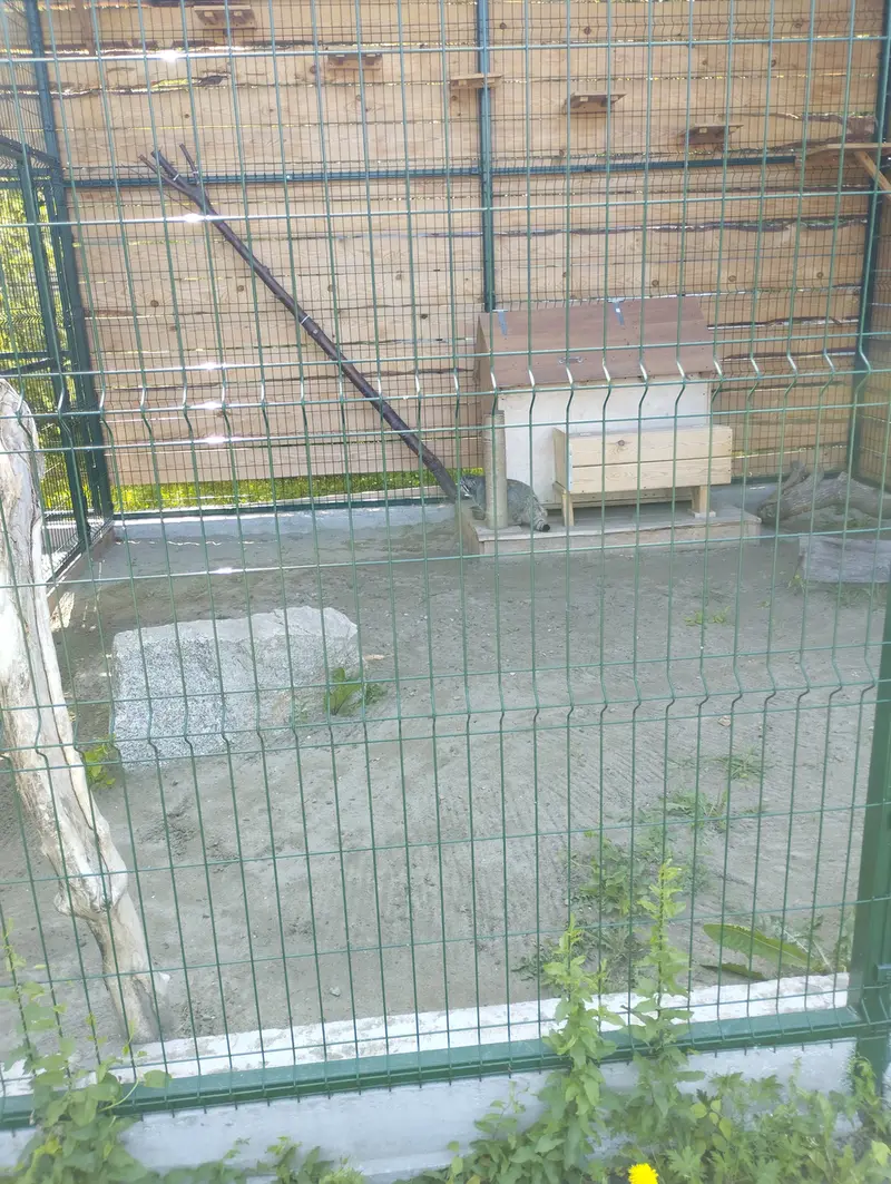 A photograph of Chip in Barnaul zoo “Lesnaya skazka”