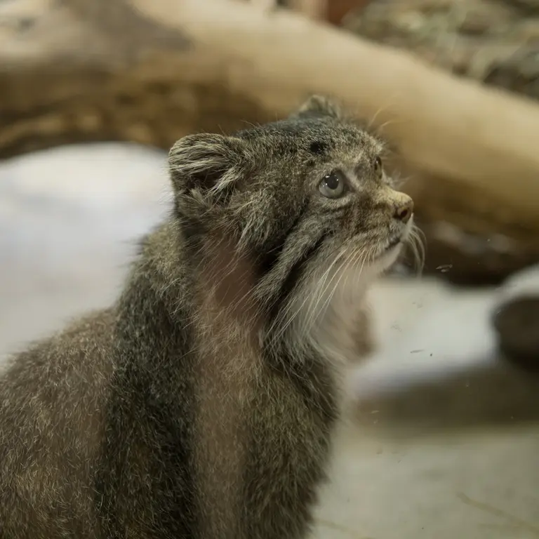 A photograph of Klyon in Ueno Zoological Gardens