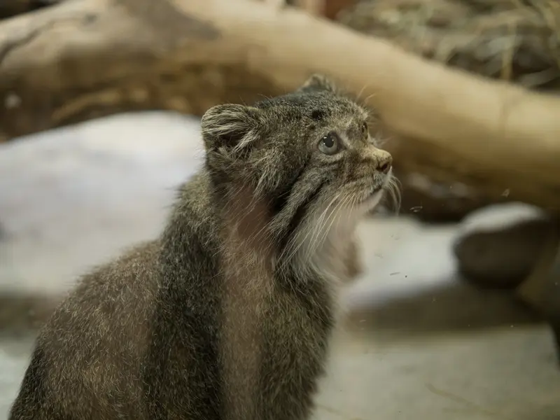 A photograph of Klyon in Ueno Zoological Gardens