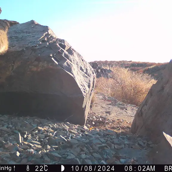 A photograph of Otocolobus manul manul from Kiikbai [new] camera trap