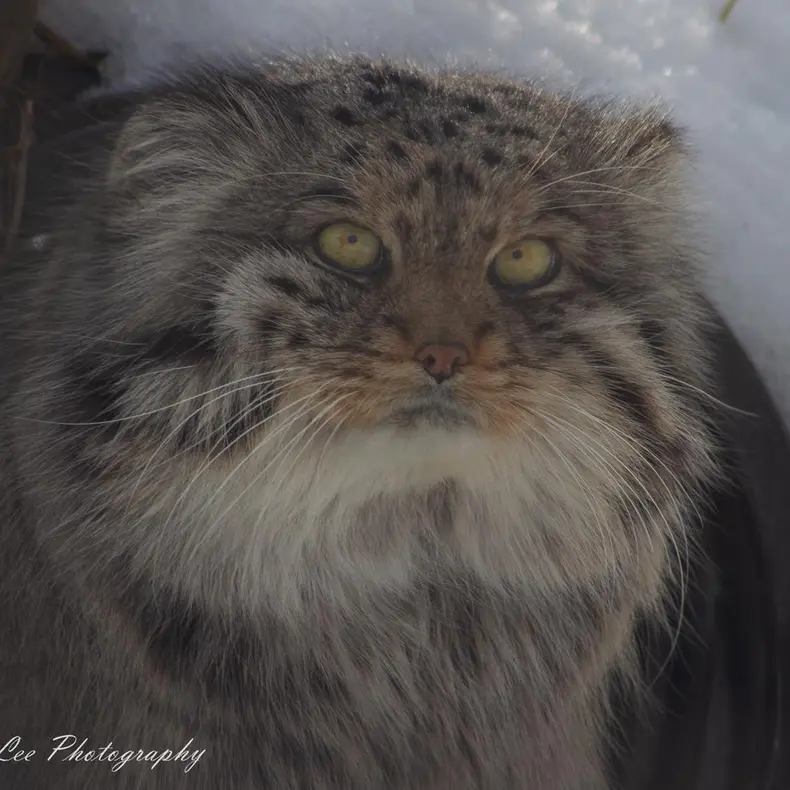 A photograph of Fin in Dakota Zoo
