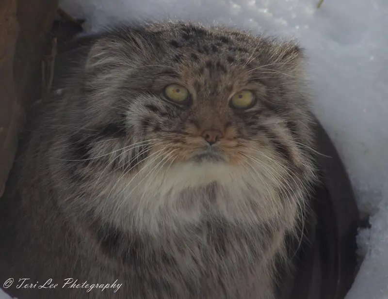 A photograph of Fin in Dakota Zoo