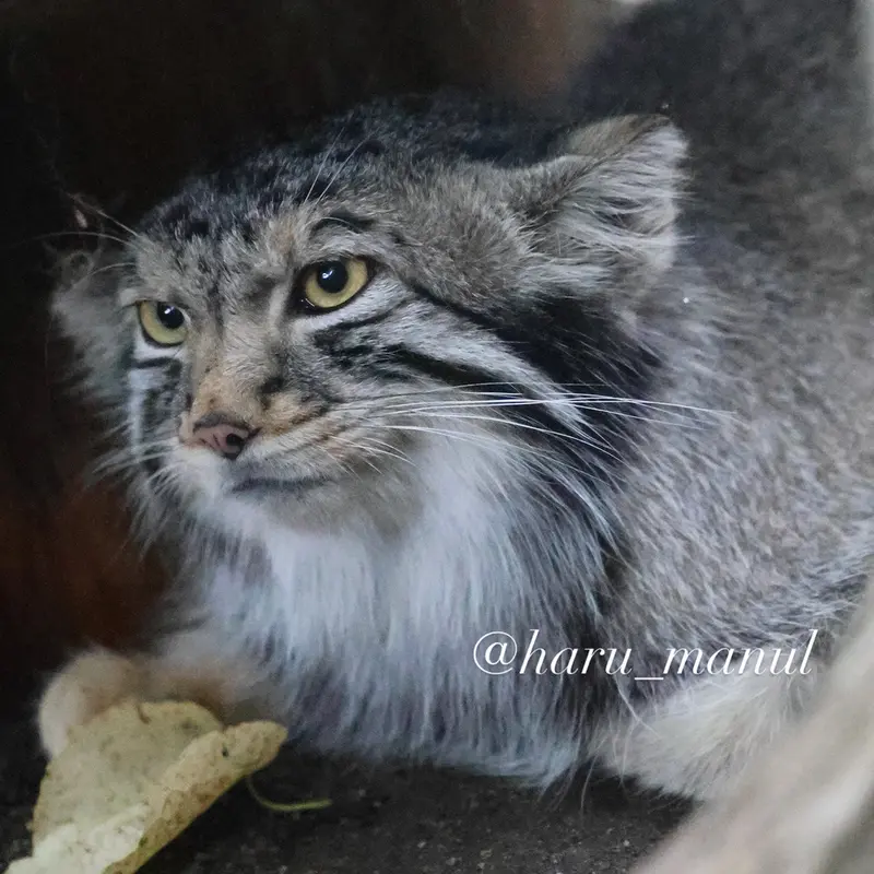 A photograph of Nagomu in Nasu Animal Kingdom