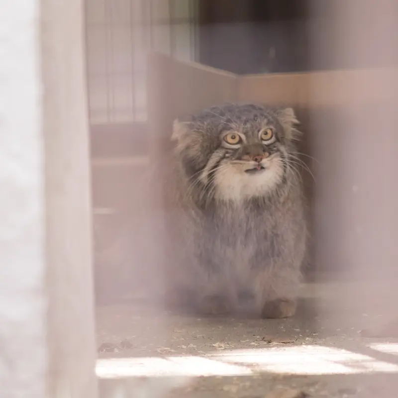 A photograph of Figa in Nogeyama Zoo