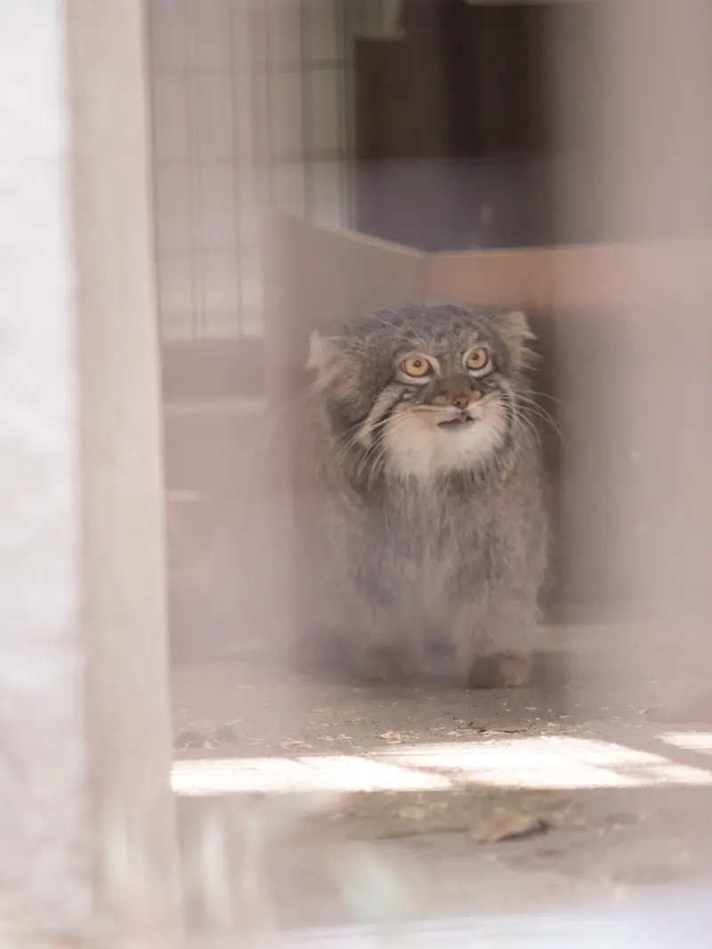 A photograph of Figa in Nogeyama Zoo