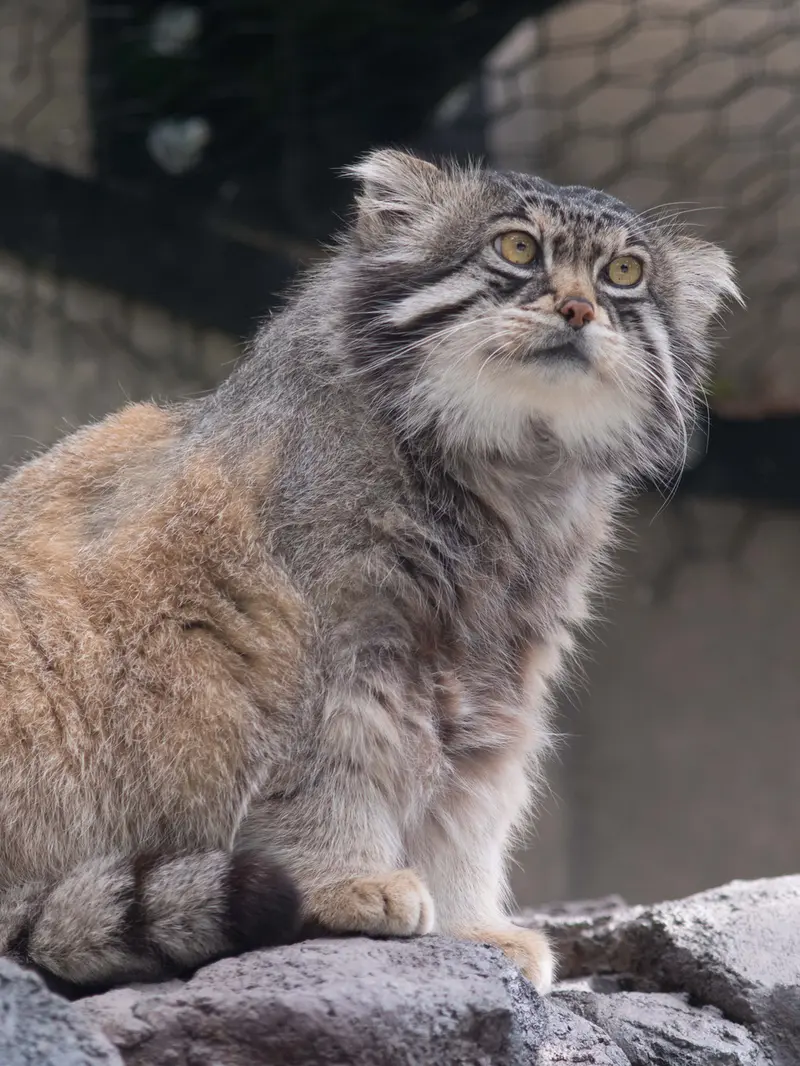 A photograph of Grusha in Asahiyama Zoo