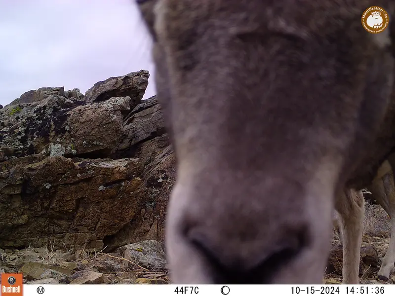 A photograph of Argali from Karashoky camera trap