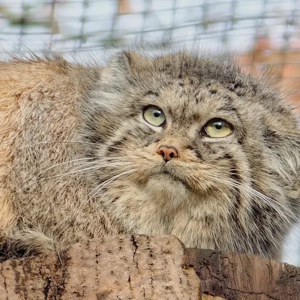 A photograph of Ula in Gdansk Zoo