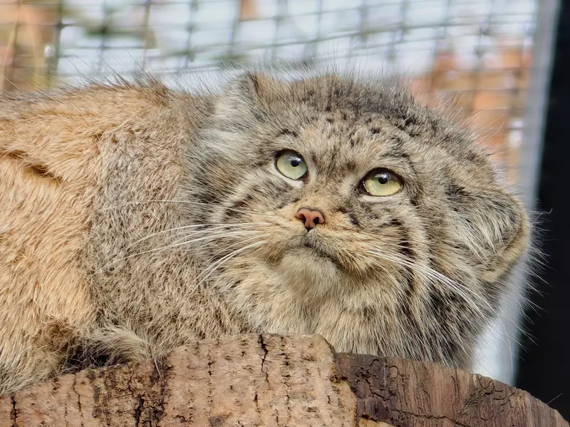 A photograph of Ula in Gdansk Zoo