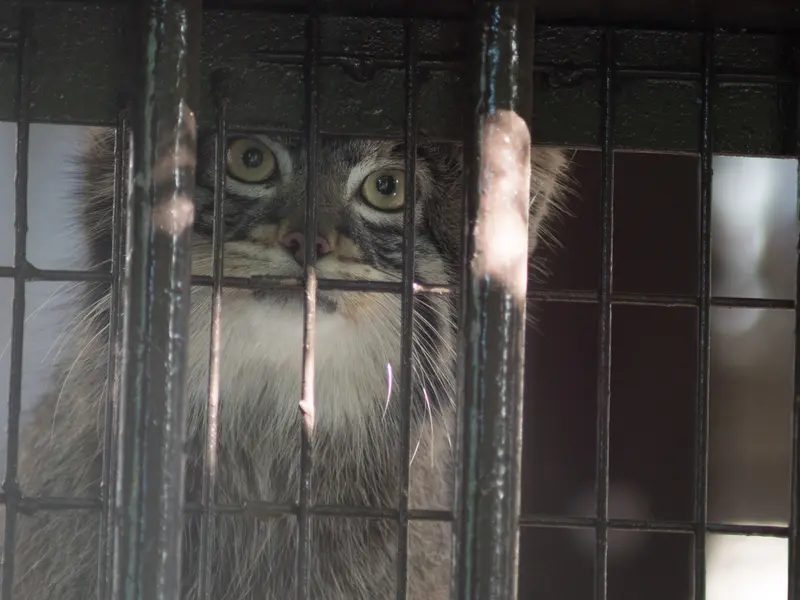 A photograph of Figa in Nogeyama Zoo