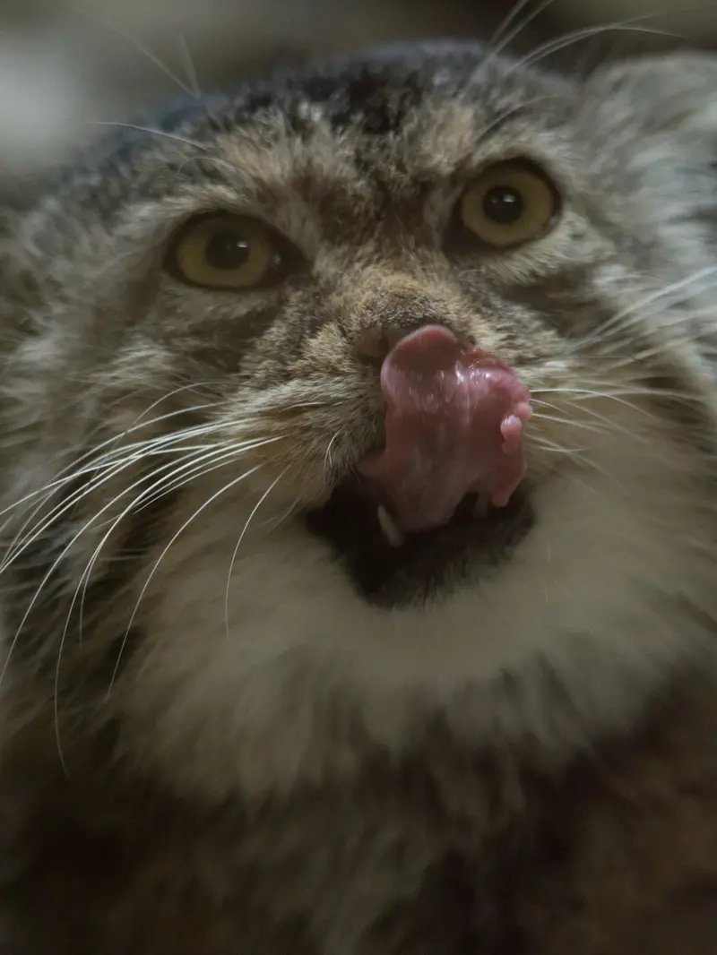 A photograph of Primula in Ueno Zoological Gardens