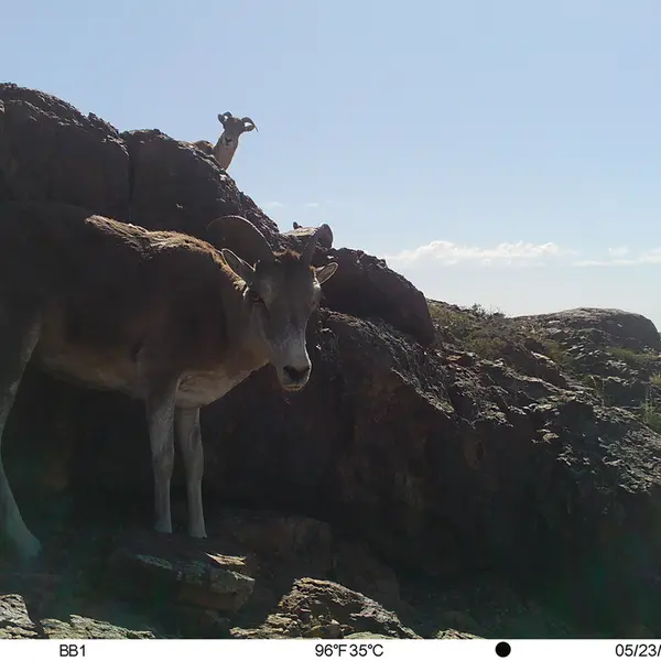 A photograph of Argali from Aktas-Kunkora camera trap