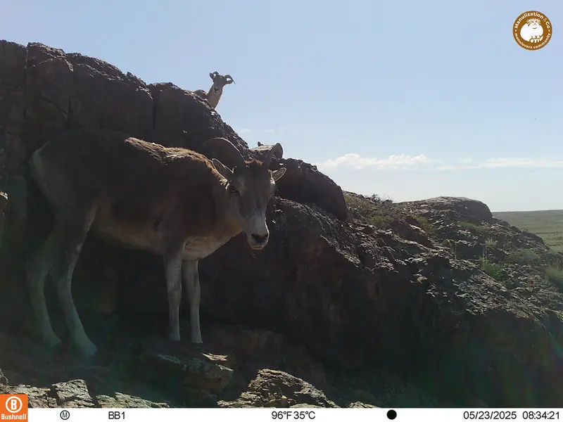 A photograph of Argali from Aktas-Kunkora camera trap