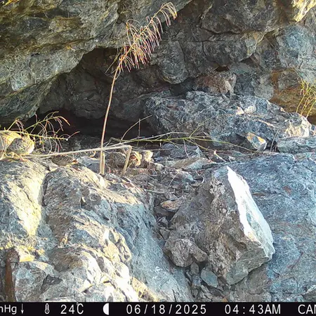 A photograph of Grey partridge from Zhundy 1 camera trap