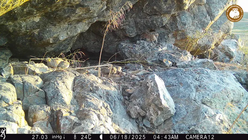 A photograph of Grey partridge from Zhundy 1 camera trap