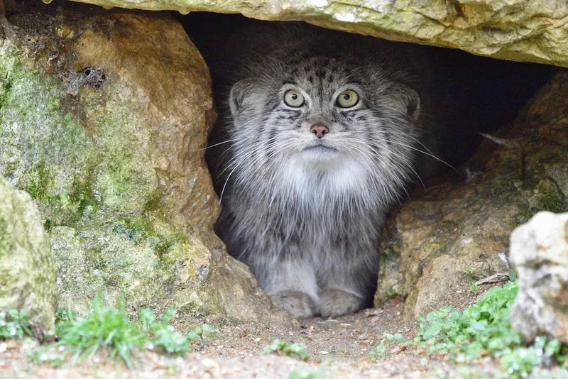 A photograph of a Pallas's cat in Port Lympne Wild Animal Park