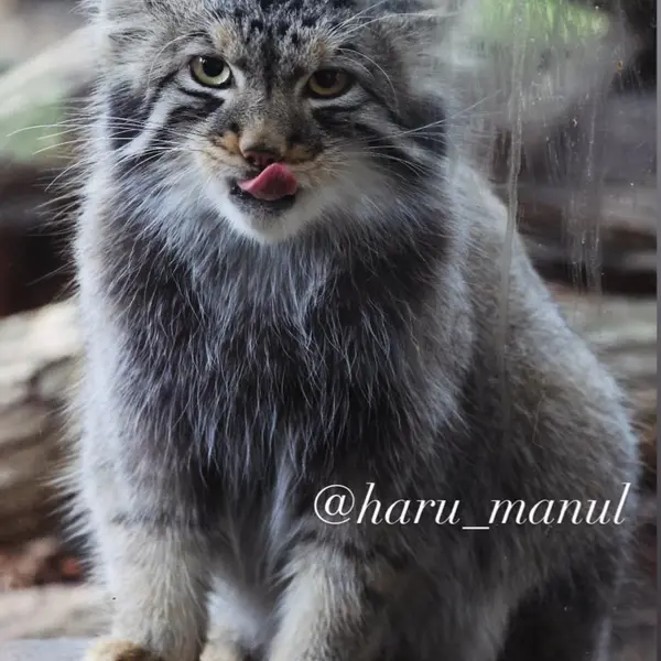 A photograph of Nagomu in Nasu Animal Kingdom