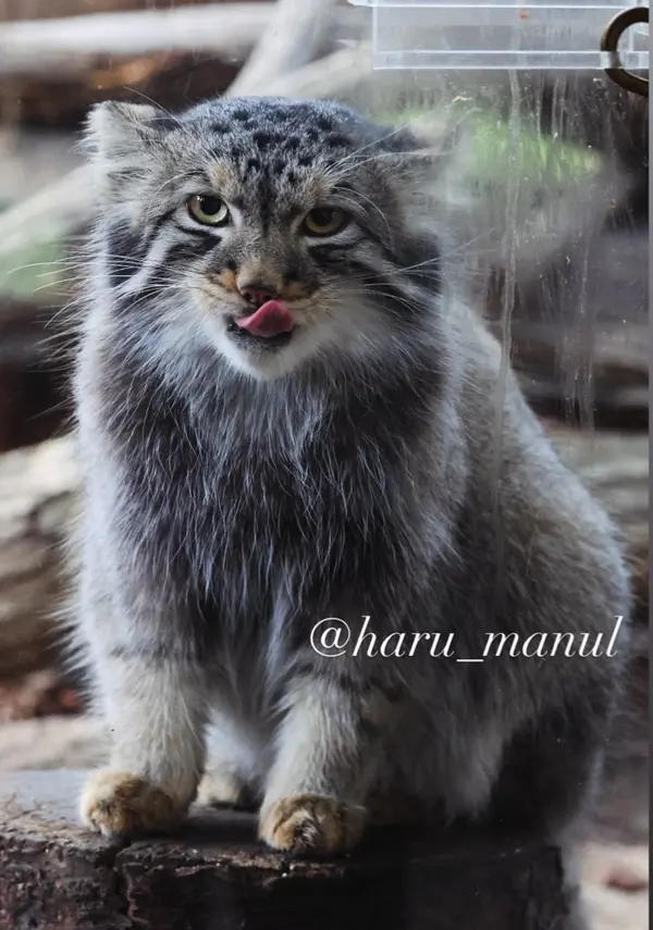 A photograph of Nagomu in Nasu Animal Kingdom
