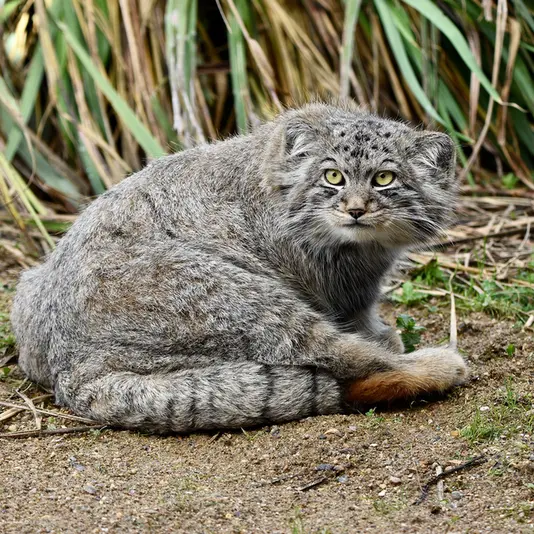 A photograph of Altai in Port Lympne Wild Animal Park