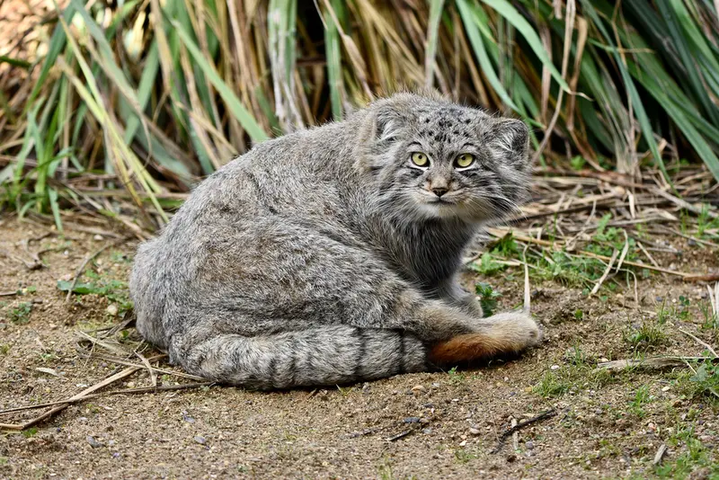 A photograph of Altai in Port Lympne Wild Animal Park