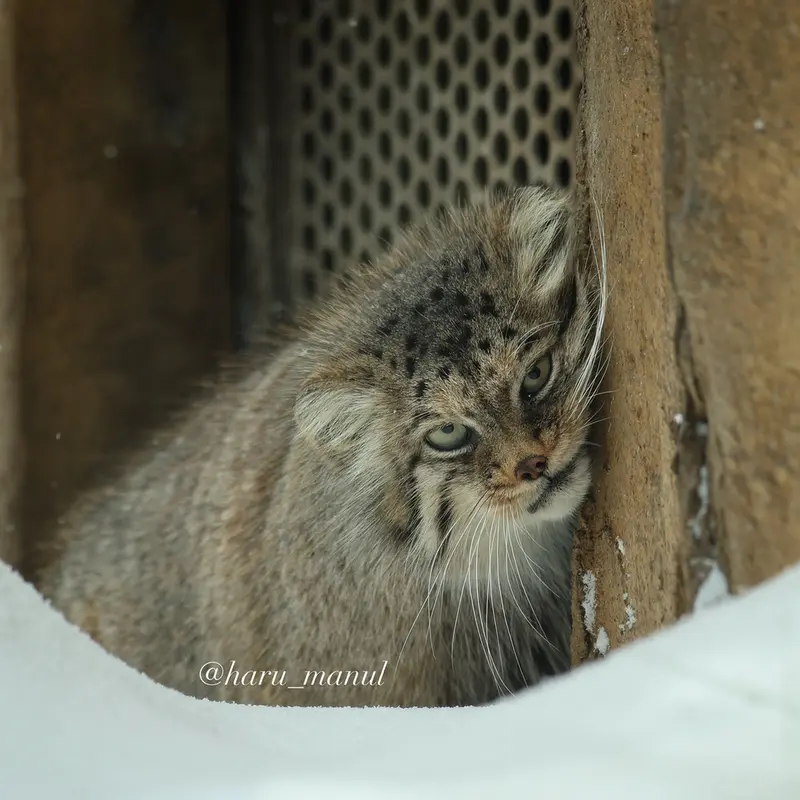 A photograph of Polly in Nasu Animal Kingdom