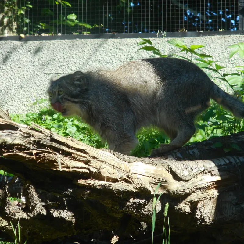 A photograph of a Pallas's cat