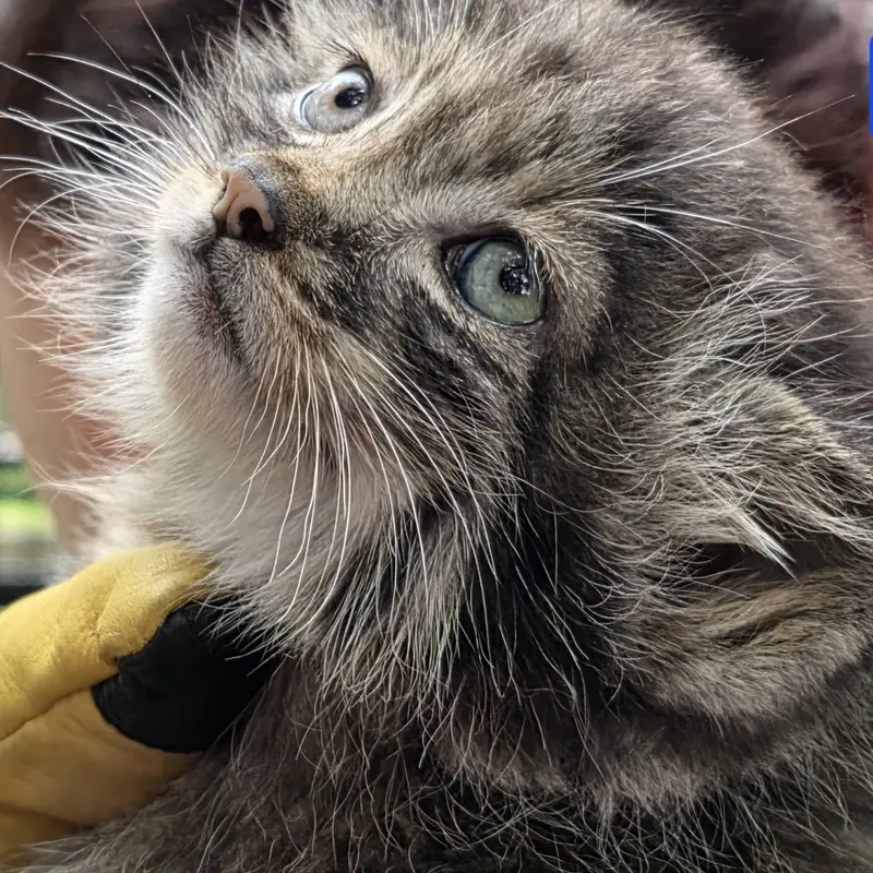 A photograph of Kitten of Eevie b.2026 Ⅱ in Niabi Zoo