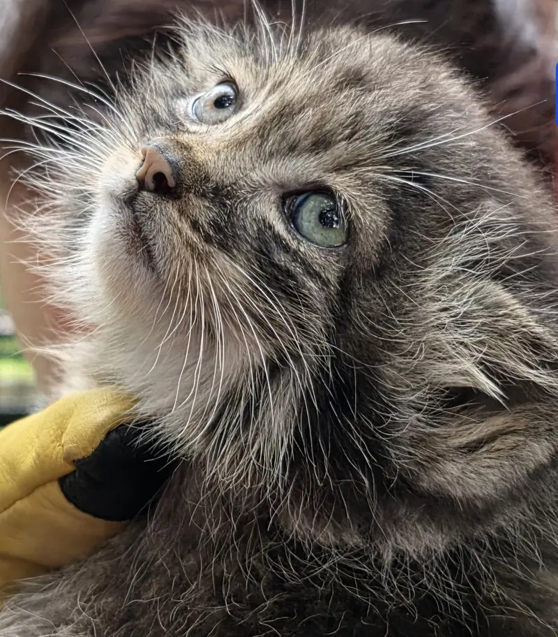 A photograph of Kitten of Eevie b.2026 Ⅱ in Niabi Zoo