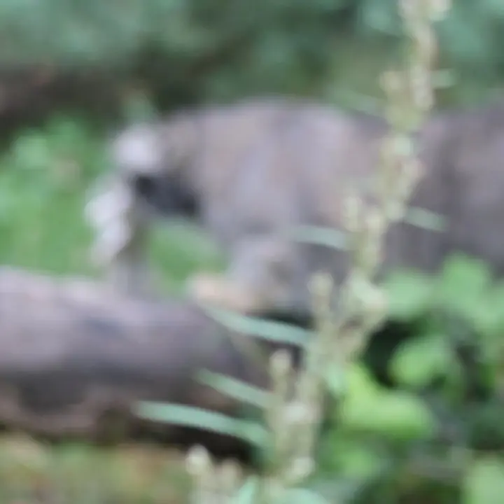 A photograph of a Pallas's cat in Moscow zoo