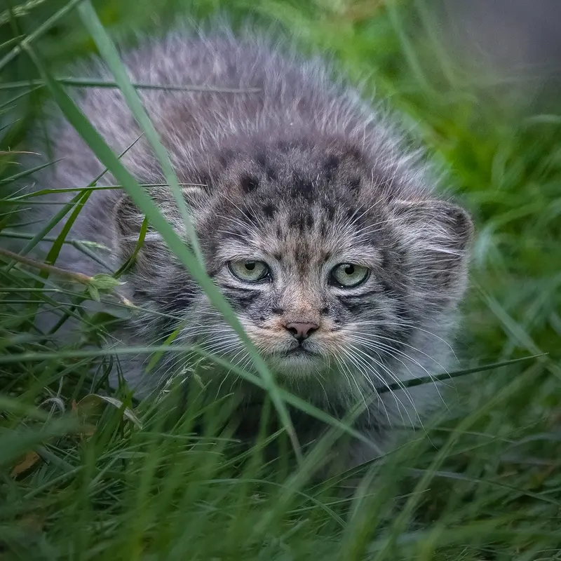 A photograph of a Pallas's cat in Port Lympne Wild Animal Park