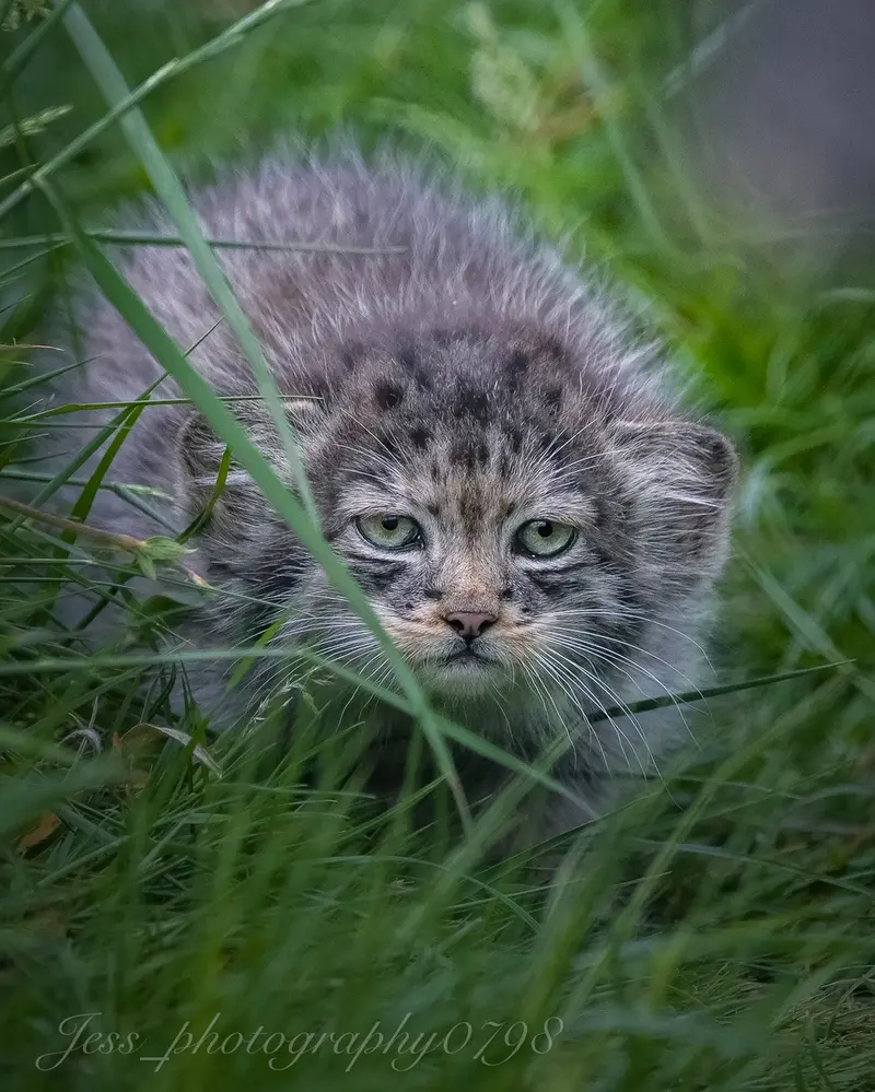 A photograph of a Pallas's cat in Port Lympne Wild Animal Park