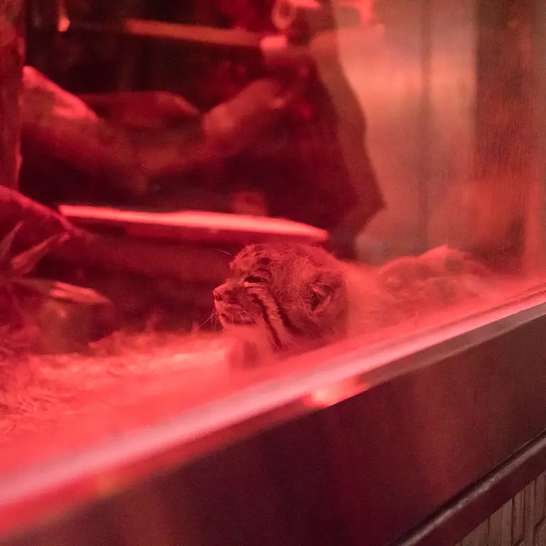 A photograph of Naim in Ueno Zoological Gardens