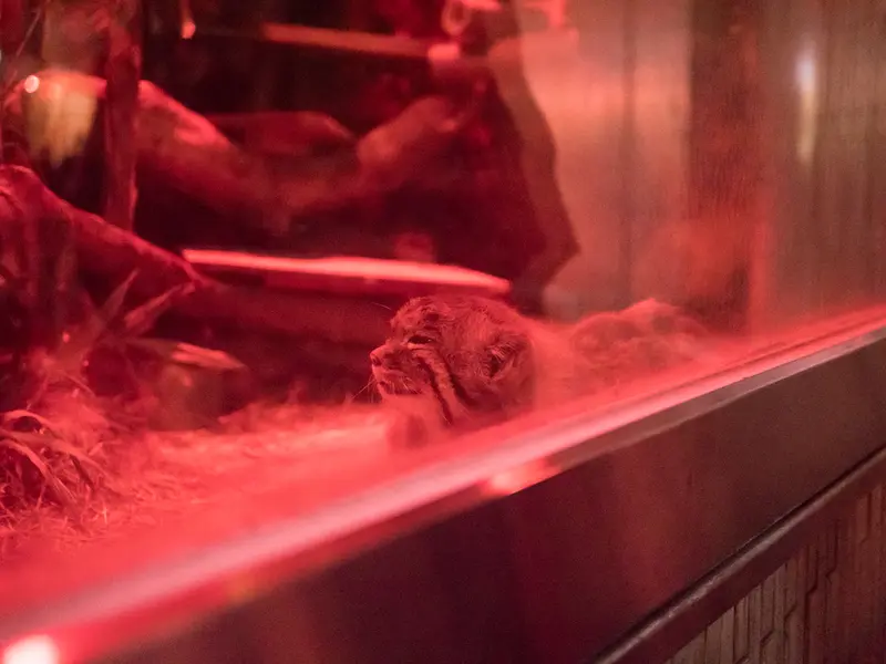 A photograph of Naim in Ueno Zoological Gardens