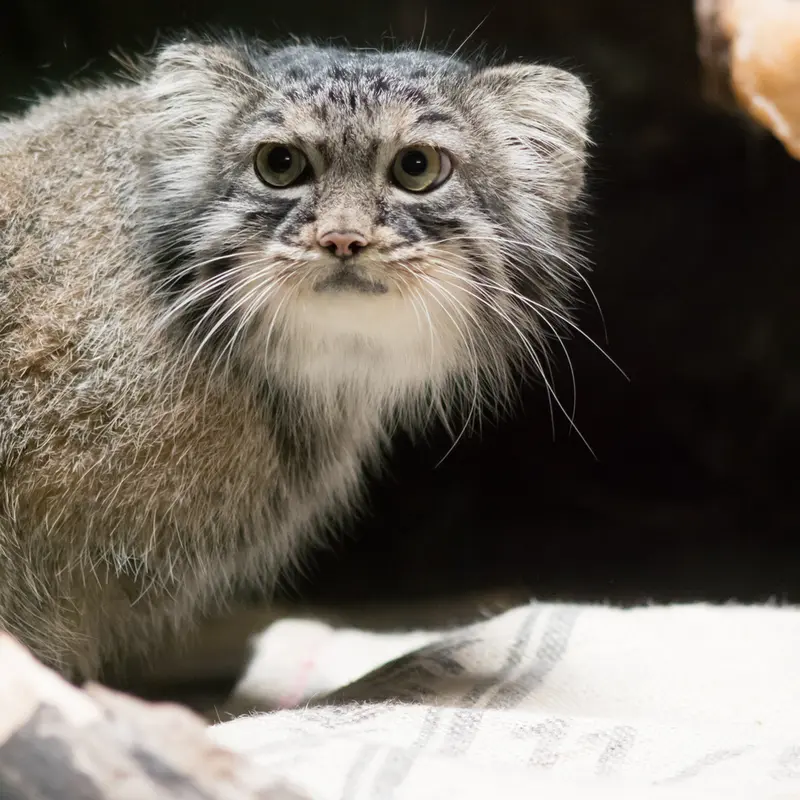 A photograph of Shafran in Ueno Zoological Gardens