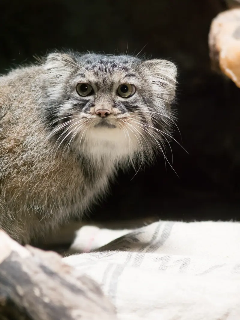 A photograph of Shafran in Ueno Zoological Gardens