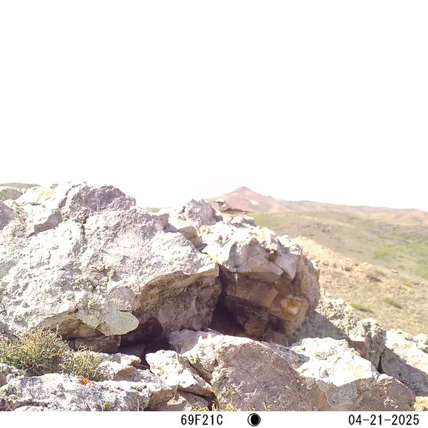 A photograph of a Pallas's cat from Besshoky 1 camera trap