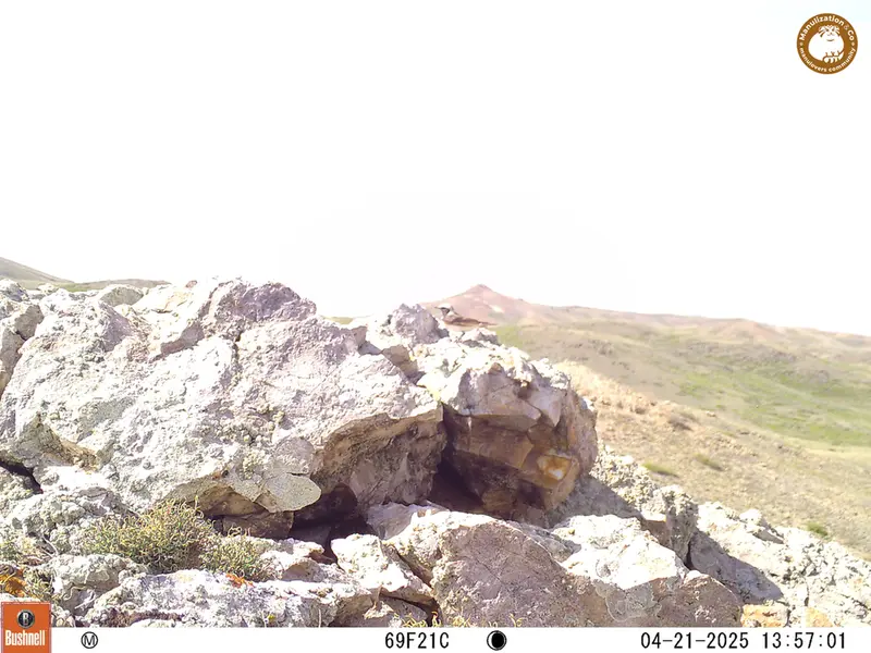 A photograph of a Pallas&#039;s cat from Besshoky 1 camera trap