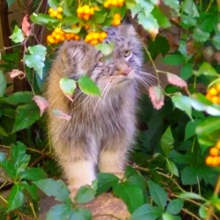 A photograph of Unnamed manul #587 in Opole Zoo
