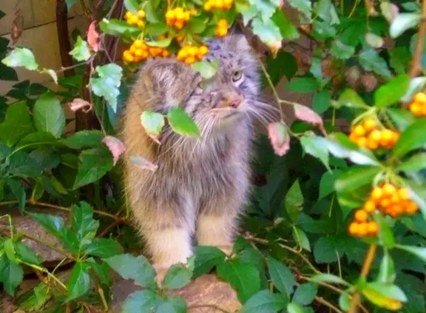 A photograph of Unnamed manul #587 in Opole Zoo