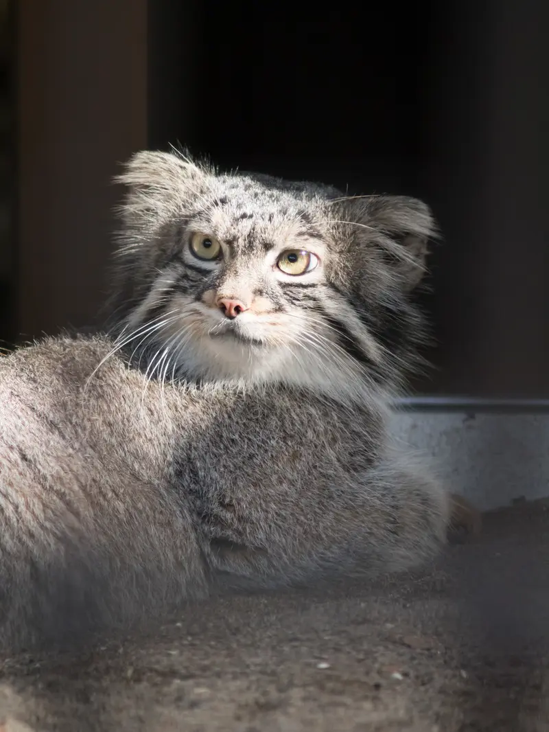 A photograph of Figa in Nogeyama Zoo