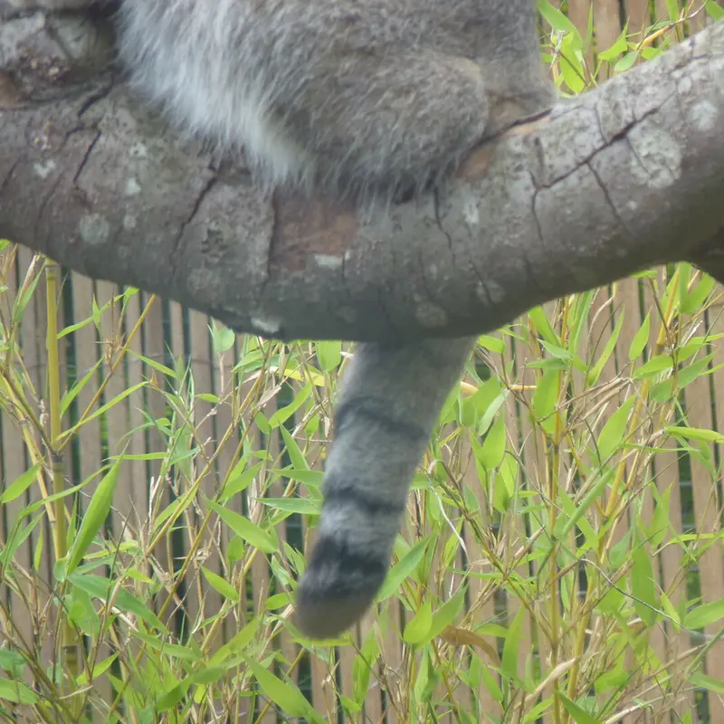 A photograph of Akiko in Edinburgh Zoo