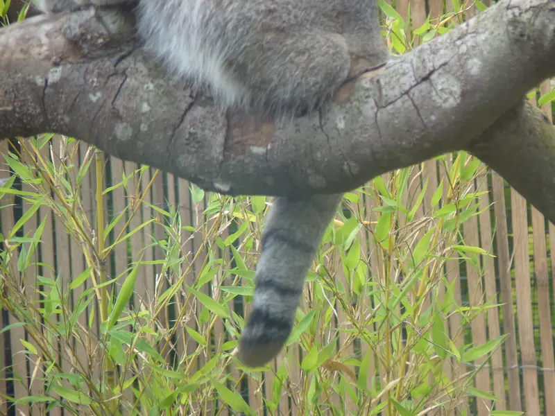 A photograph of Akiko in Edinburgh Zoo