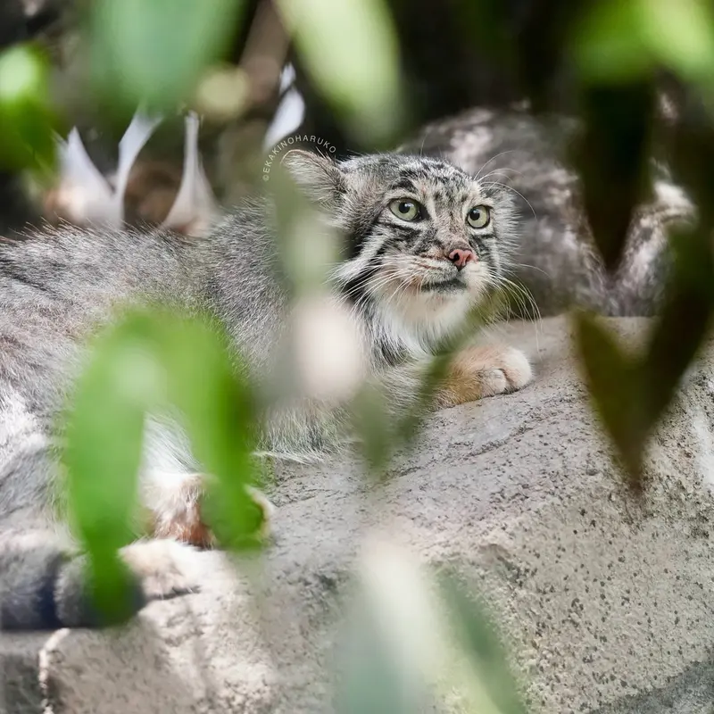 A photograph of Az in Kobe Animal Kingdom