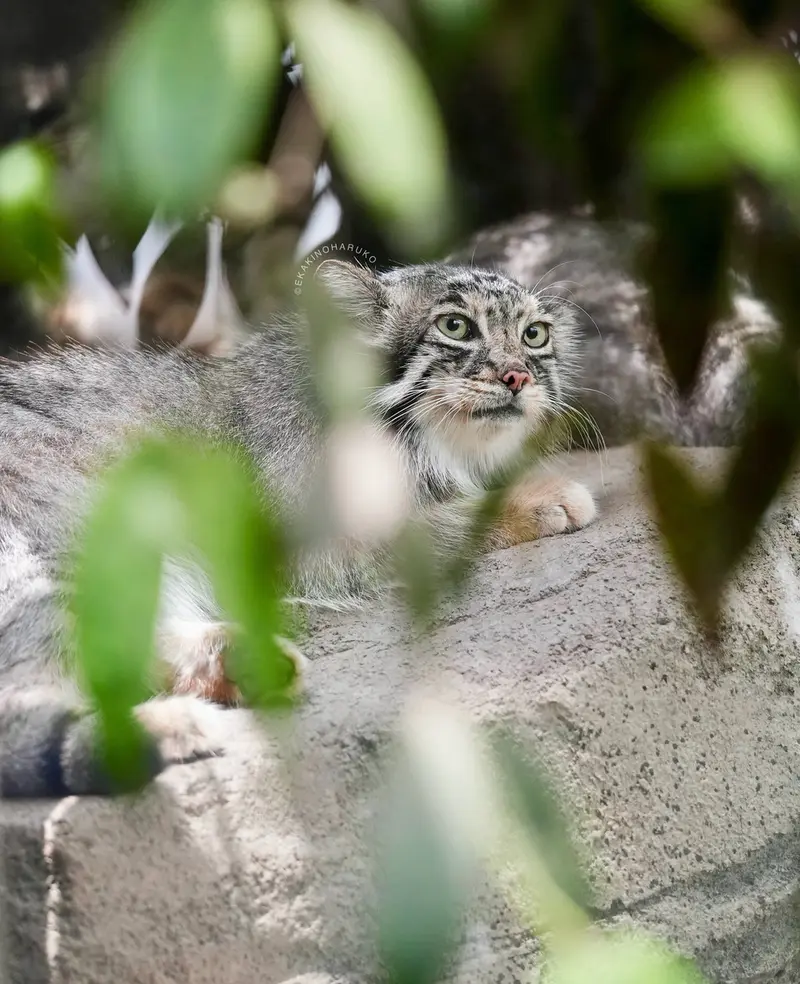 A photograph of Az in Kobe Animal Kingdom