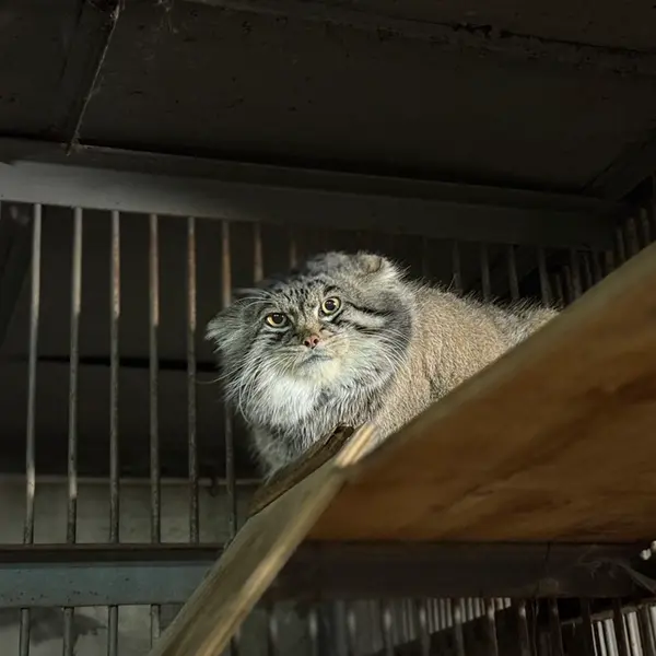 A photograph of Grusha in Asahiyama Zoo