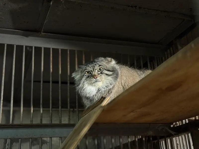 A photograph of Grusha in Asahiyama Zoo