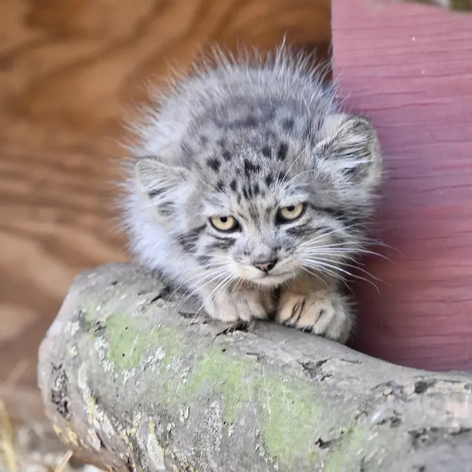 A photograph of a Pallas's cat in Banham Zoo