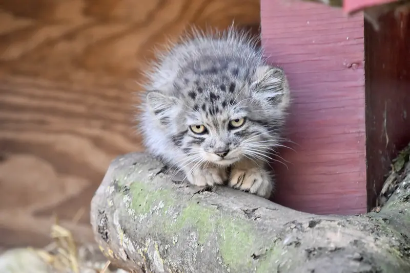 A photograph of a Pallas's cat in Banham Zoo