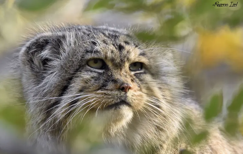 A photograph of Maituk in Lumigny Safari Reserve